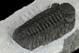 Adrisiops Weugi Trilobite - Recently Described Phacopid #115229-4